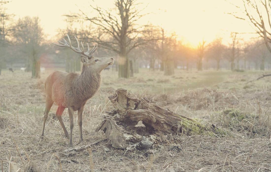 11 Animal Facts That Sound Invented But Are Fully Documented 5