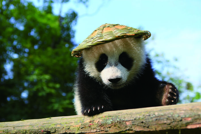 Meet The Giant Pandas Behind One Of China’s Proudest Conservation Wins, In A New Photo Book (12 Pics) 1