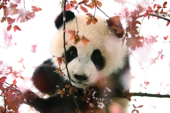 Meet The Giant Pandas Behind One Of China’s Proudest Conservation Wins, In A New Photo Book (12 Pics) 10