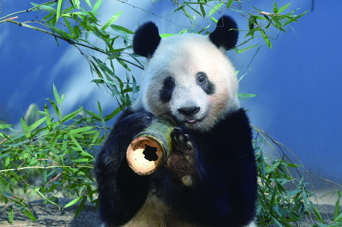 Meet The Giant Pandas Behind One Of China’s Proudest Conservation Wins, In A New Photo Book (12 Pics) 11