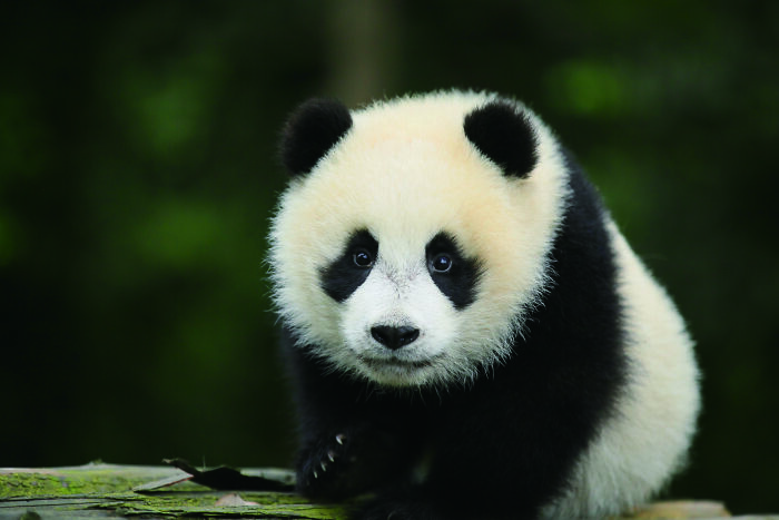Meet The Giant Pandas Behind One Of China’s Proudest Conservation Wins, In A New Photo Book (12 Pics) 12