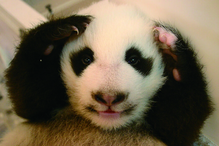 Meet The Giant Pandas Behind One Of China’s Proudest Conservation Wins, In A New Photo Book (12 Pics) 2