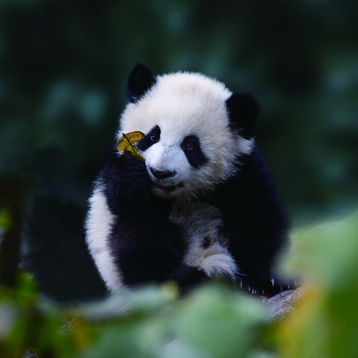 Meet The Giant Pandas Behind One Of China’s Proudest Conservation Wins, In A New Photo Book (12 Pics) 3