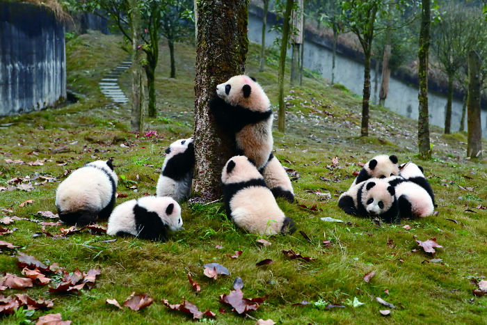 Meet The Giant Pandas Behind One Of China’s Proudest Conservation Wins, In A New Photo Book (12 Pics) 4