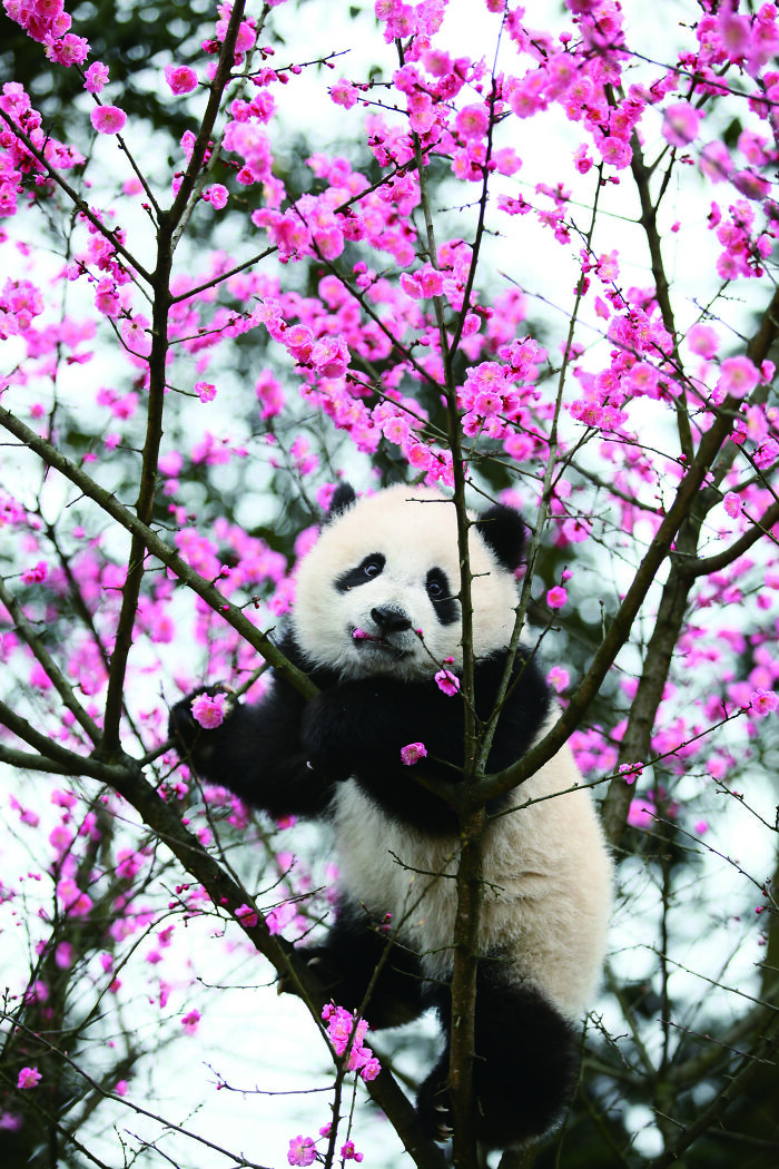 Meet The Giant Pandas Behind One Of China’s Proudest Conservation Wins, In A New Photo Book (12 Pics) 5