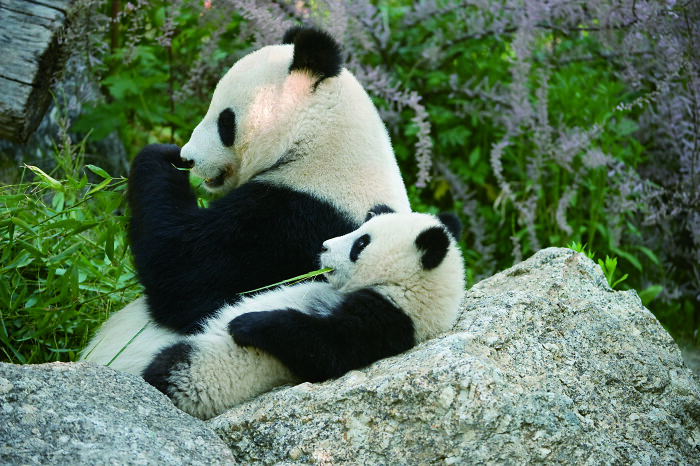 Meet The Giant Pandas Behind One Of China’s Proudest Conservation Wins, In A New Photo Book (12 Pics) 6