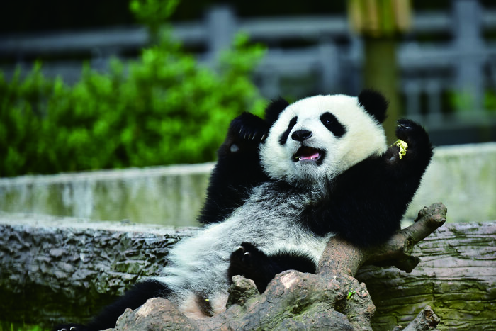 Meet The Giant Pandas Behind One Of China’s Proudest Conservation Wins, In A New Photo Book (12 Pics) 7