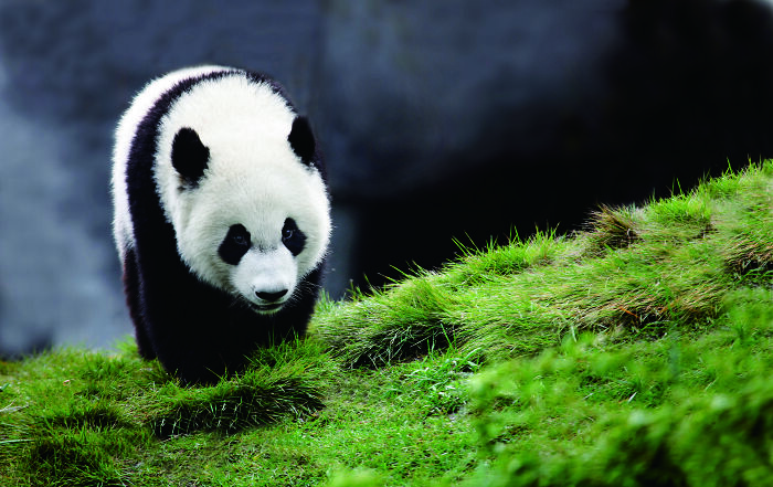 Meet The Giant Pandas Behind One Of China’s Proudest Conservation Wins, In A New Photo Book (12 Pics) 8