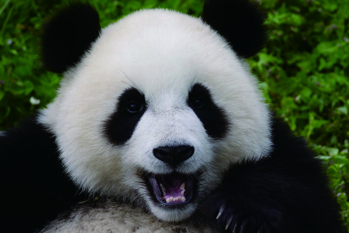 Meet The Giant Pandas Behind One Of China’s Proudest Conservation Wins, In A New Photo Book (12 Pics) 9