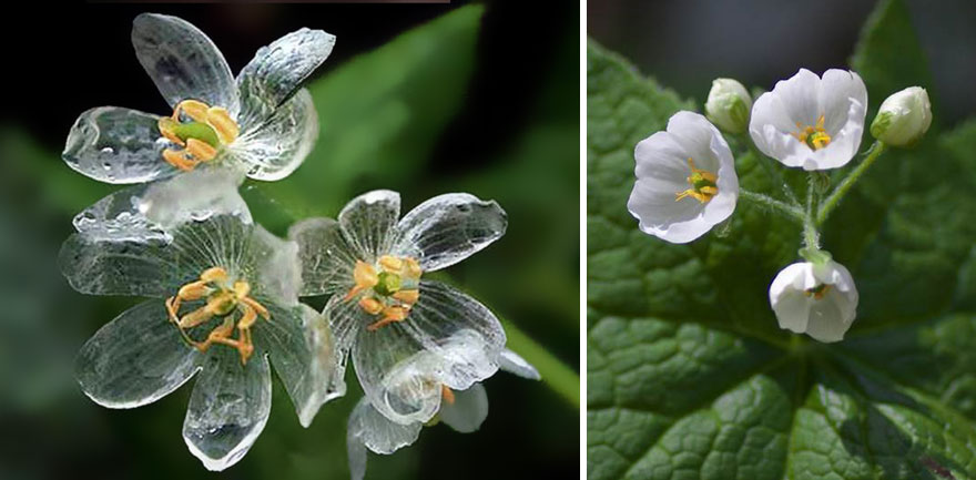 Skeleton Flower: A Complete Guide on How to Grow and Care for It 1