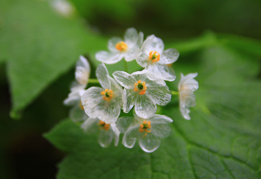 Skeleton Flower: A Complete Guide on How to Grow and Care for It 2