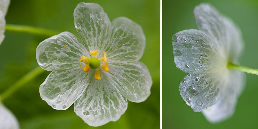 Skeleton Flower: A Complete Guide on How to Grow and Care for It 3
