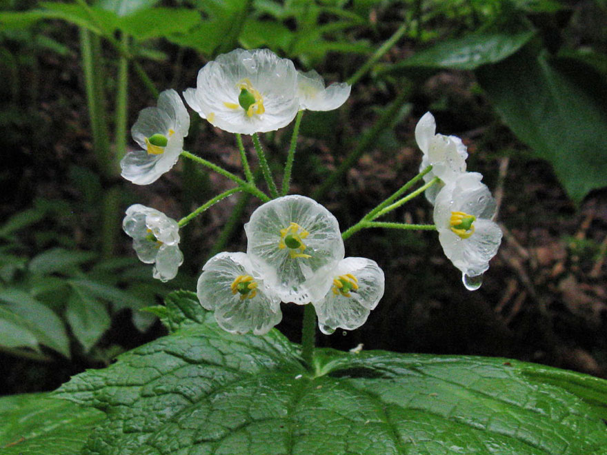 Skeleton Flower: A Complete Guide on How to Grow and Care for It 4