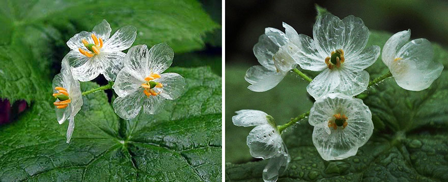 Skeleton Flower: A Complete Guide on How to Grow and Care for It 5