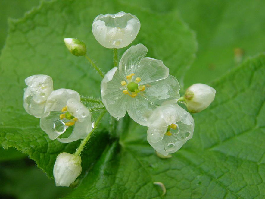 Skeleton Flower: A Complete Guide on How to Grow and Care for It 6